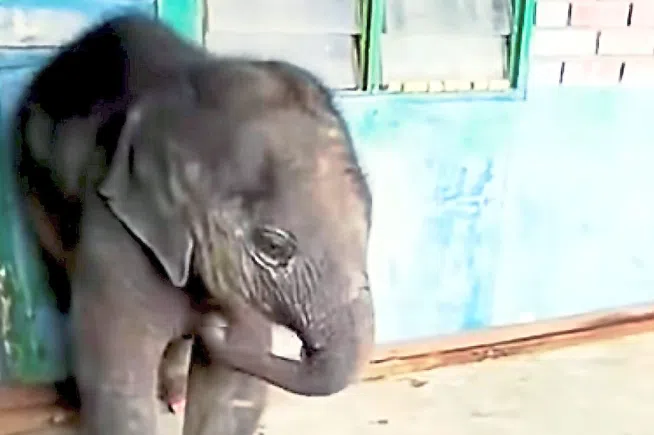 The elephant calf that was rescued by a villager in Felda Air Tawar 3, Johor, is a female and about a year old.
