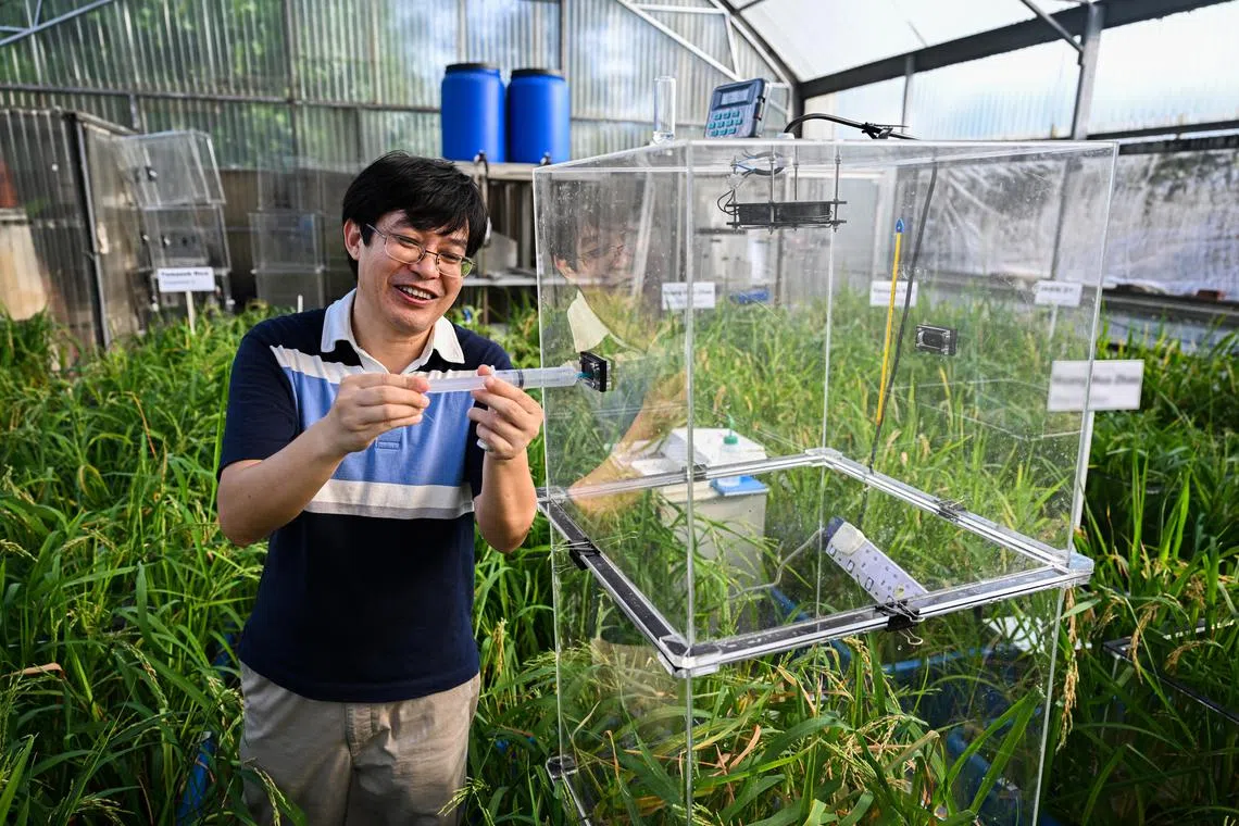 ST20230914_202326903894 lhrice Azmi//

Ali Ma, senior research officer at Temasek Life Sciences Laboratory drawing out methane gas sample from a rice paddy covered in a chamber.

(ST PHOTO: AZMI ATHNI)