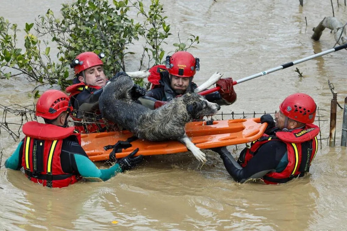 Members of the Civil Guard Special Underwater Activities Group (GEAS) rescue a dog from the flood waters in Cartama, Malaga province, Spain, March 18.