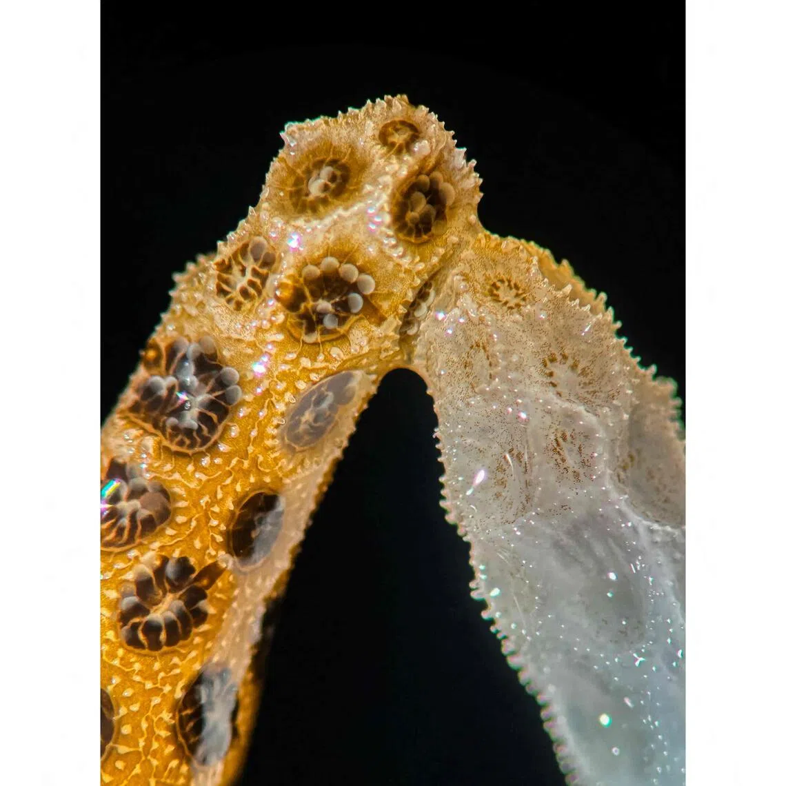 A new lab study by scientists at Stanford University finds that simply placing healthy, colourful coral in contact with their bleached counterparts is enough to bring the dying ones back from the brink.