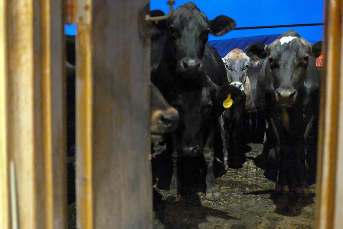 Bird flu cases have been surging among mammals, including cattle in farms across the United States.