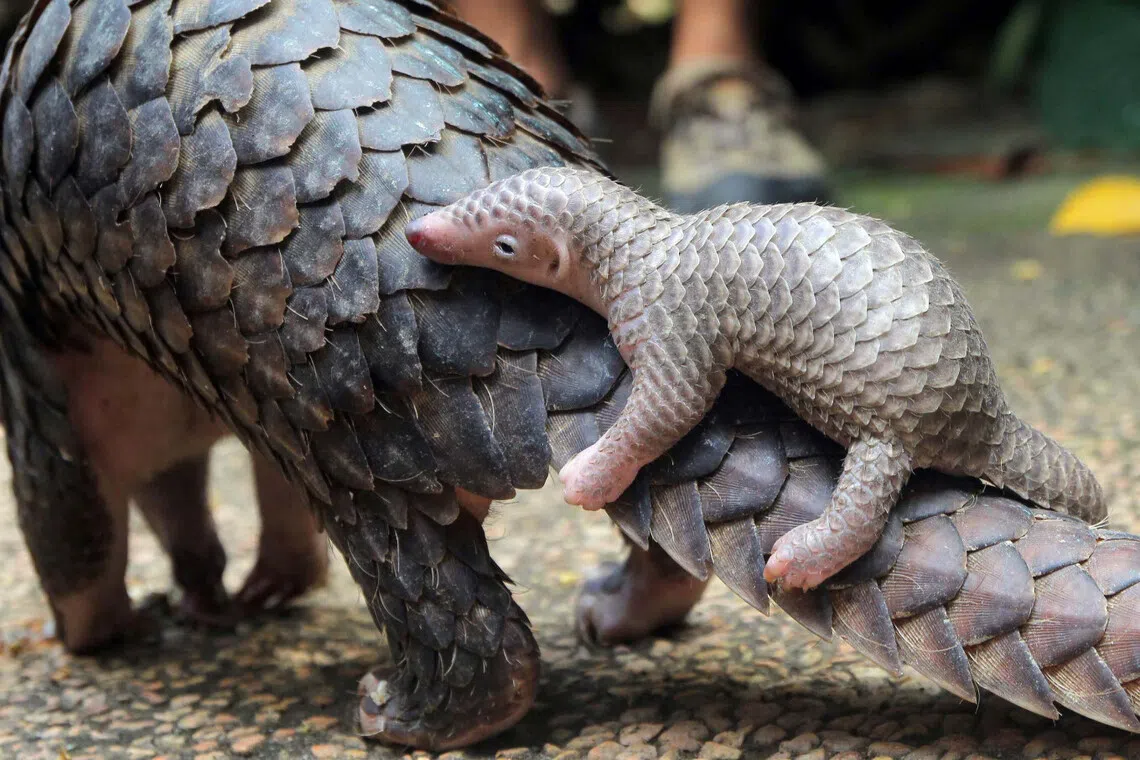Three men jailed in Indonesia for trading in pangolin scales