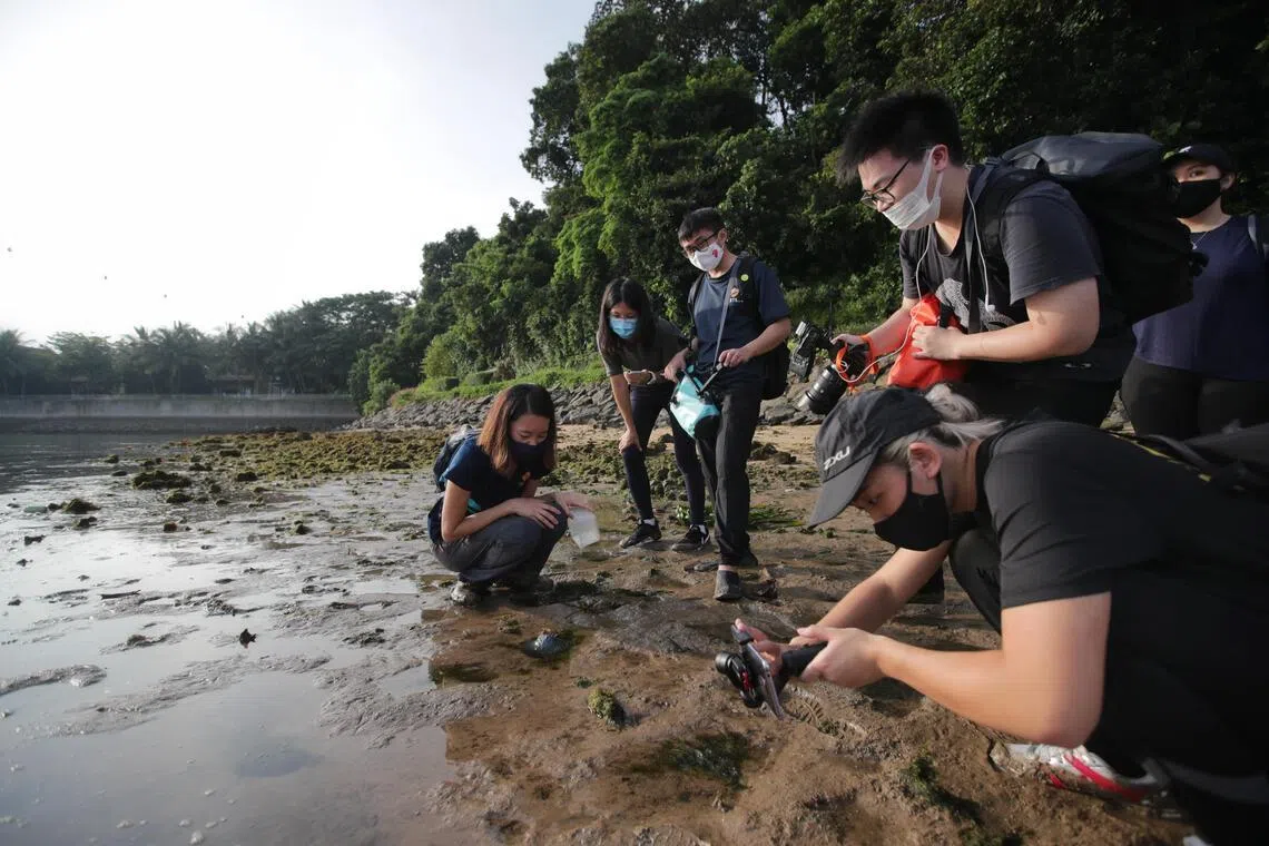 Part of Tanjong Rimau’s intertidal shore, taken in 2021.