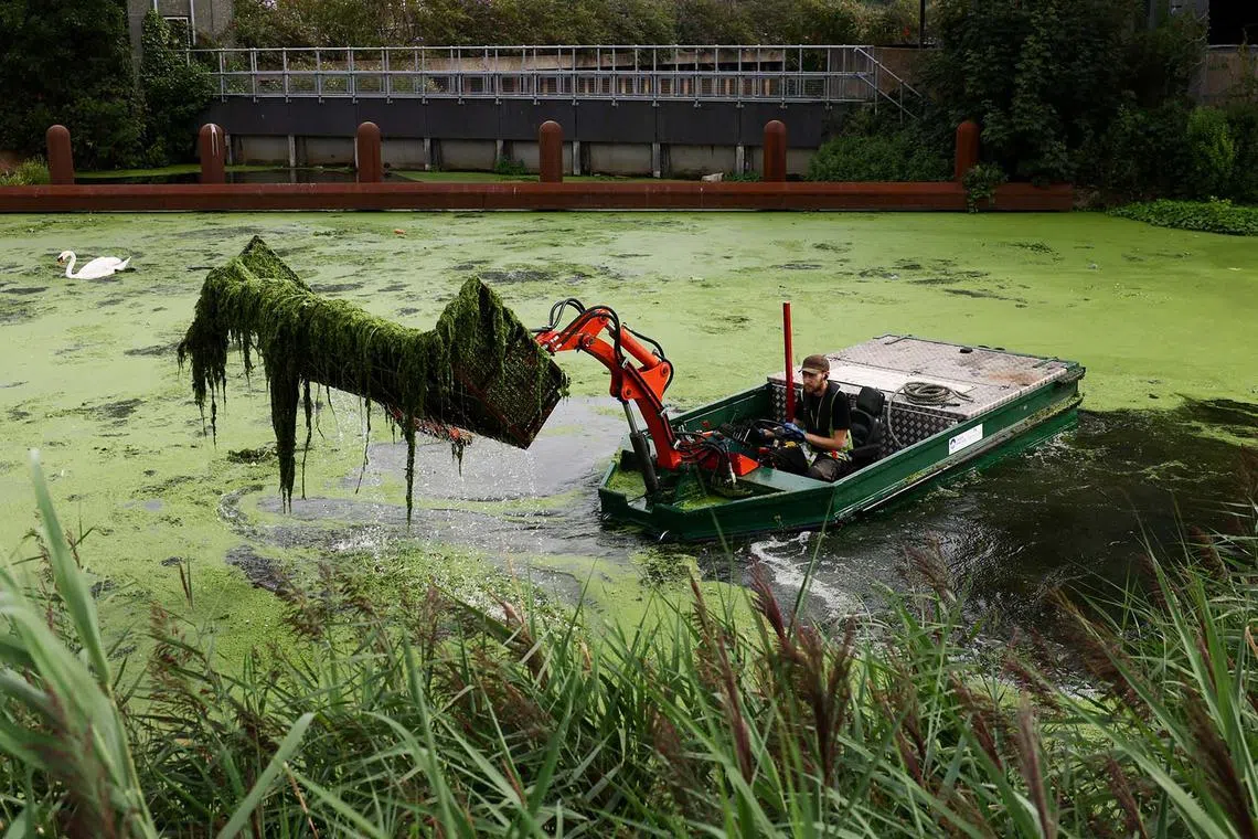 Harvester boat operator Joel Court clearing floating duckweed and pennywort along the River Lea, in London, Britain, Aug 13, 2025. 