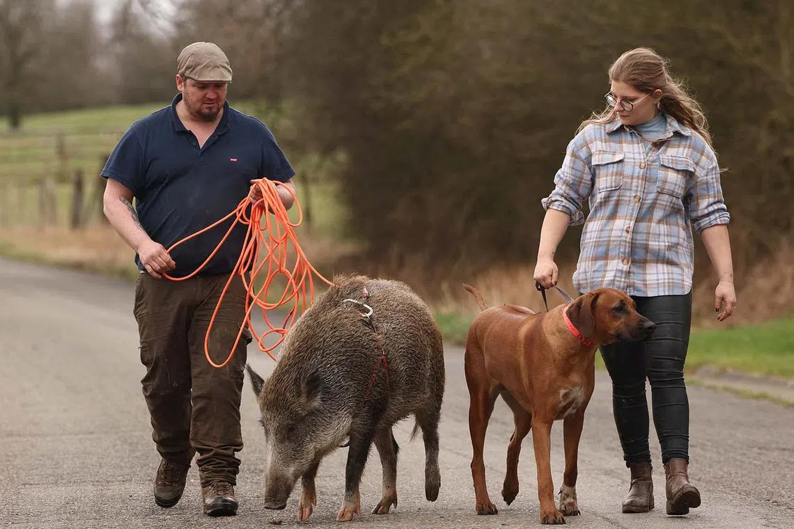 Tiffany Pierre and Gregory Guiot, a couple from Belgium's Wallonia region, go for a walk with their dog Talia and Oscar, an 80-kg wild boar which lives with them at their home, after the animal was rescued during a hunting trip with their dog when it was a 700-gram boar, in Laneuville, Belgium, Feb 12, 2024. 