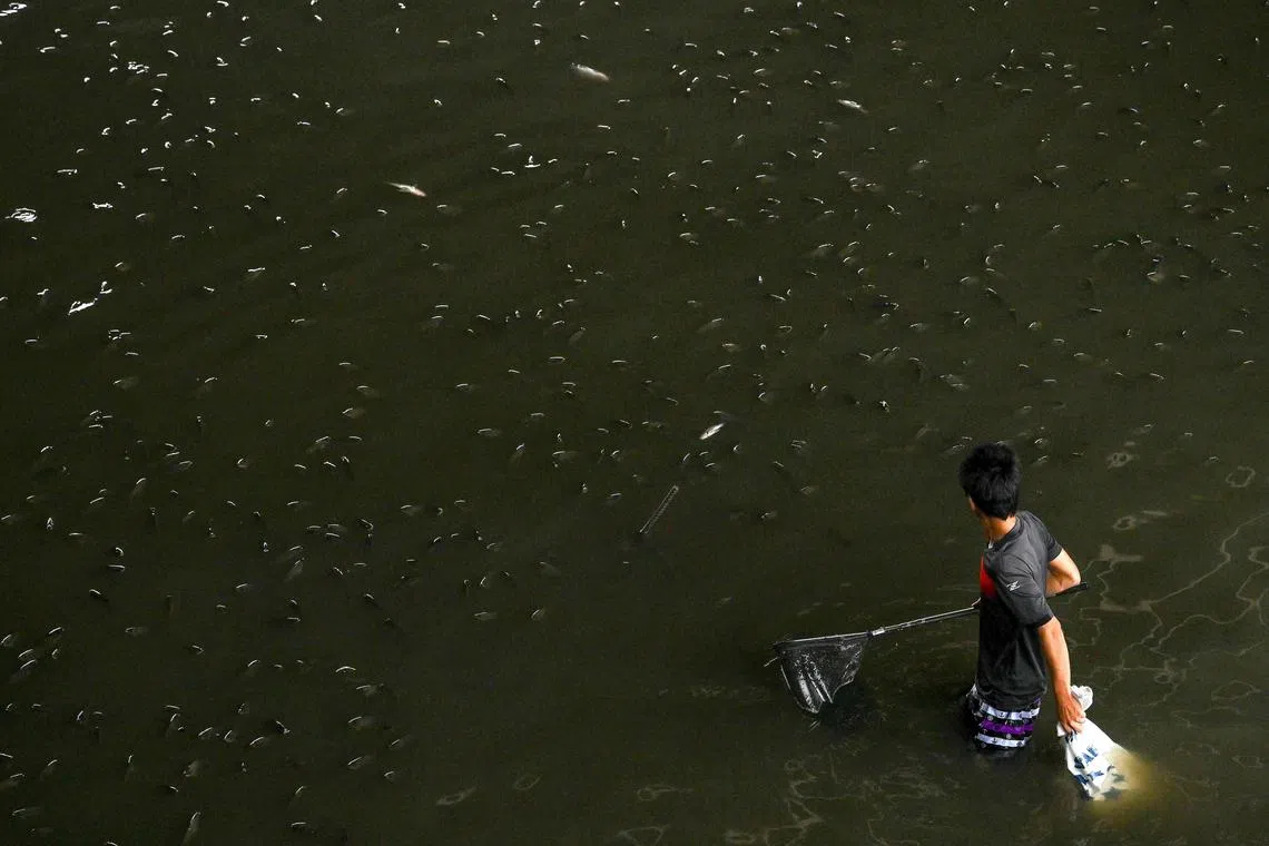 The Thai government has encouraged locals to catch the fish, offering to pay people 15 baht per kilogram.