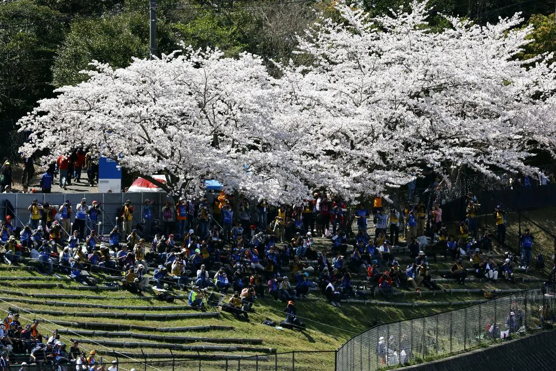 Fans in the stands shelter beneath a cherry blossom tree ahead of the F1 race at the Suzuka Circuit in Suzuka, Japan, on  April 7, 2024 