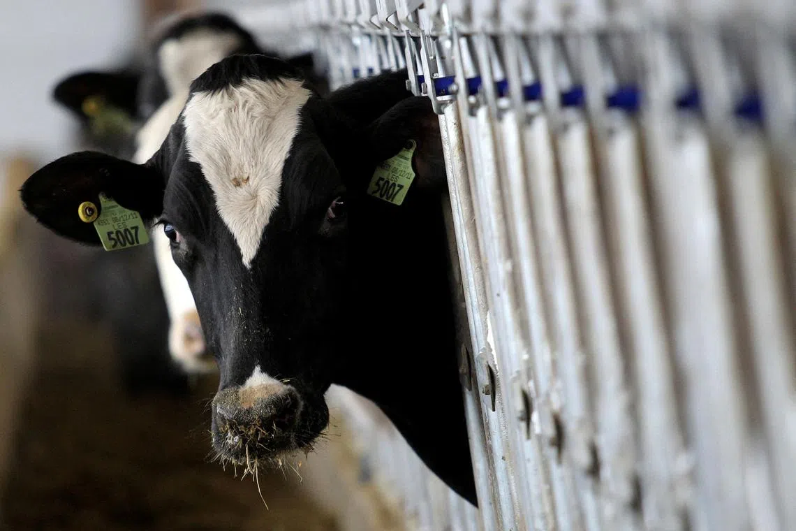 FILE PHOTO: A dairy cow stops to look up while feeding at a dairy farm in Ashland, Ohio, December 12, 2014. REUTERS/Aaron Josefczyk/File Photo