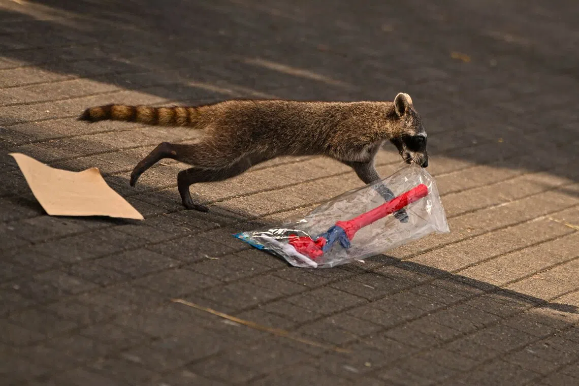 TOPSHOT - A raccoon steals a toy from a street vendor along the Cinta Costera in Panama City, Panama on September 14, 2026. (Photo by MARTIN BERNETTI / AFP)