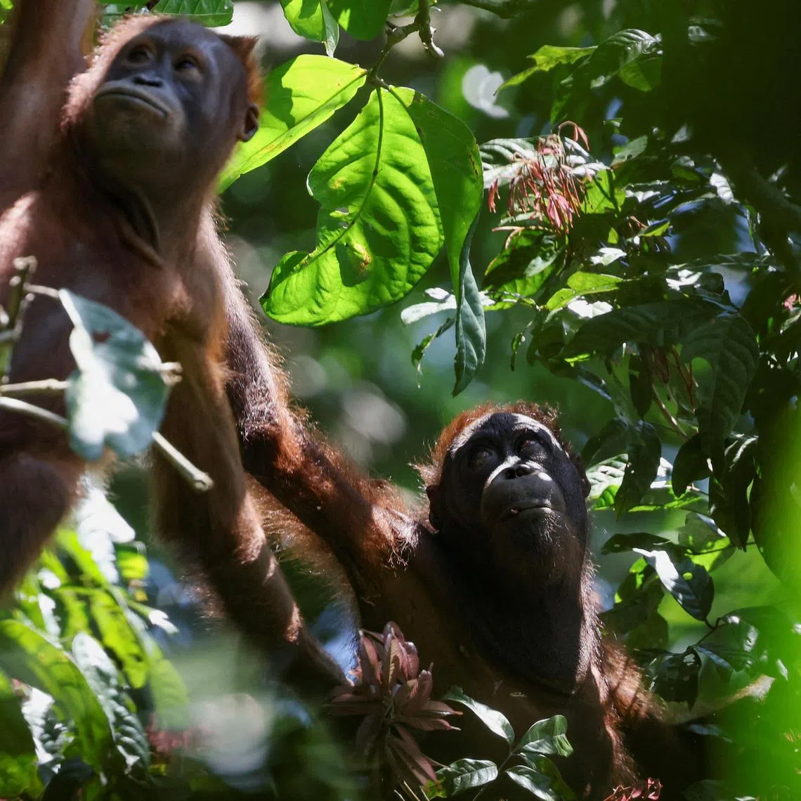 FILE PHOTO: Juvenile wild Bornean orangutans swing from tree to tree searching for food in Sepilok, Malaysia August 17, 2024. REUTERS/Hasnoor Hussain/File Photo