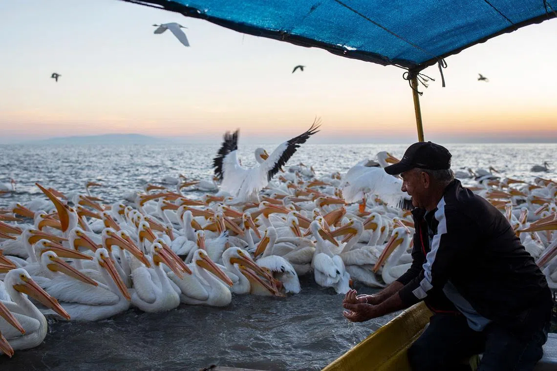 A man feeding American white pelicans on the island of Petatan in the municipality of Cojumatlan de Regules, Michoacan state, Mexico on Feb 23, 2024. 