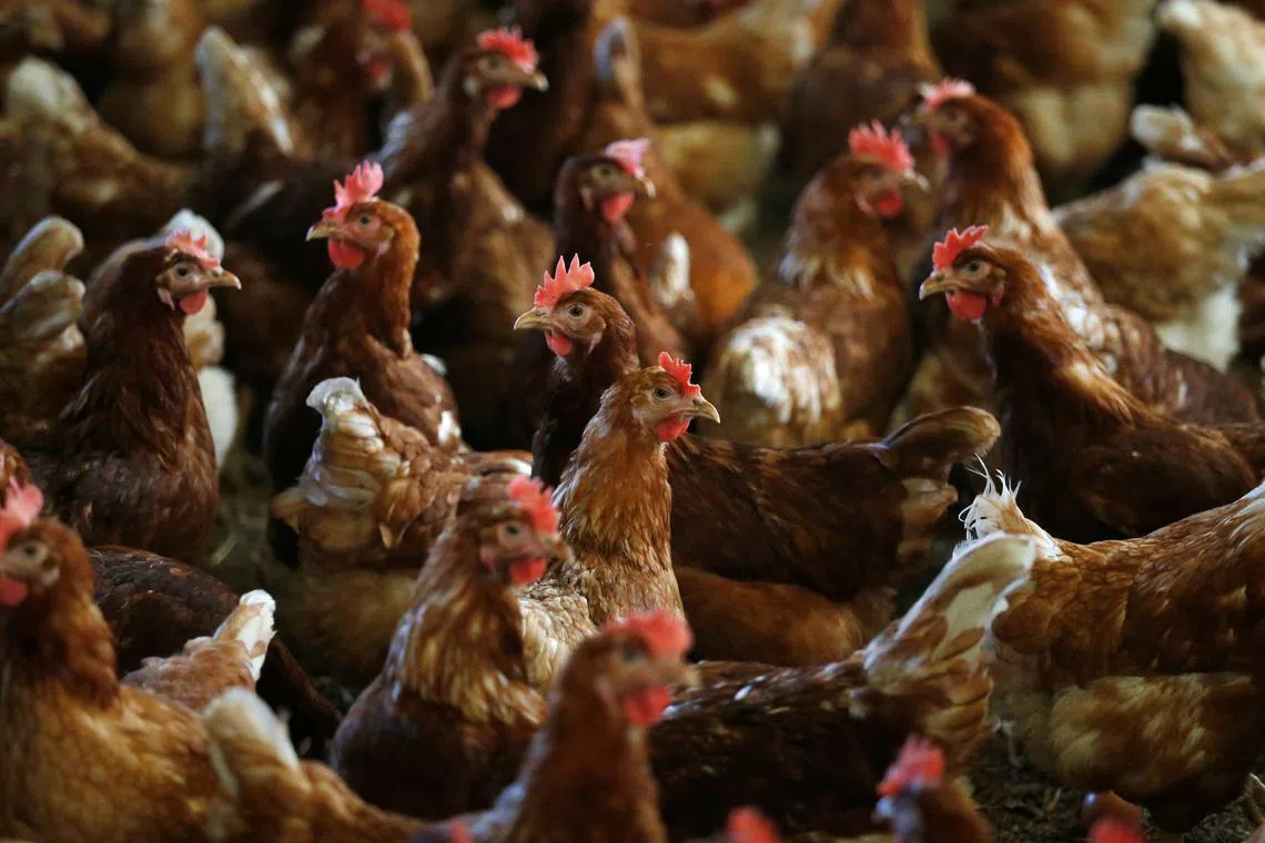 Hens are pictured at a poultry farm in Lunteren, Netherlands August 7, 2017. REUTERS/Francois Lenoir/File Photo