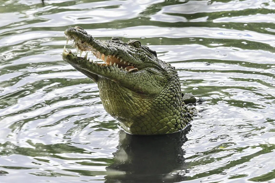 Australian cattle farmer escaped an attack by biting on a 3.2m saltwater crocodile last month. 