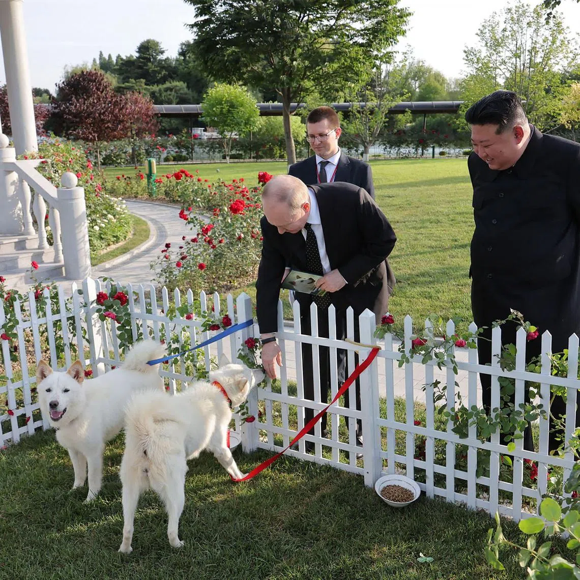North Korean leader Kim Jong Un (right) and Russian President Vladimir Putin recently seen looking at the Pungsan dogs, a local breed, when the latter visited.