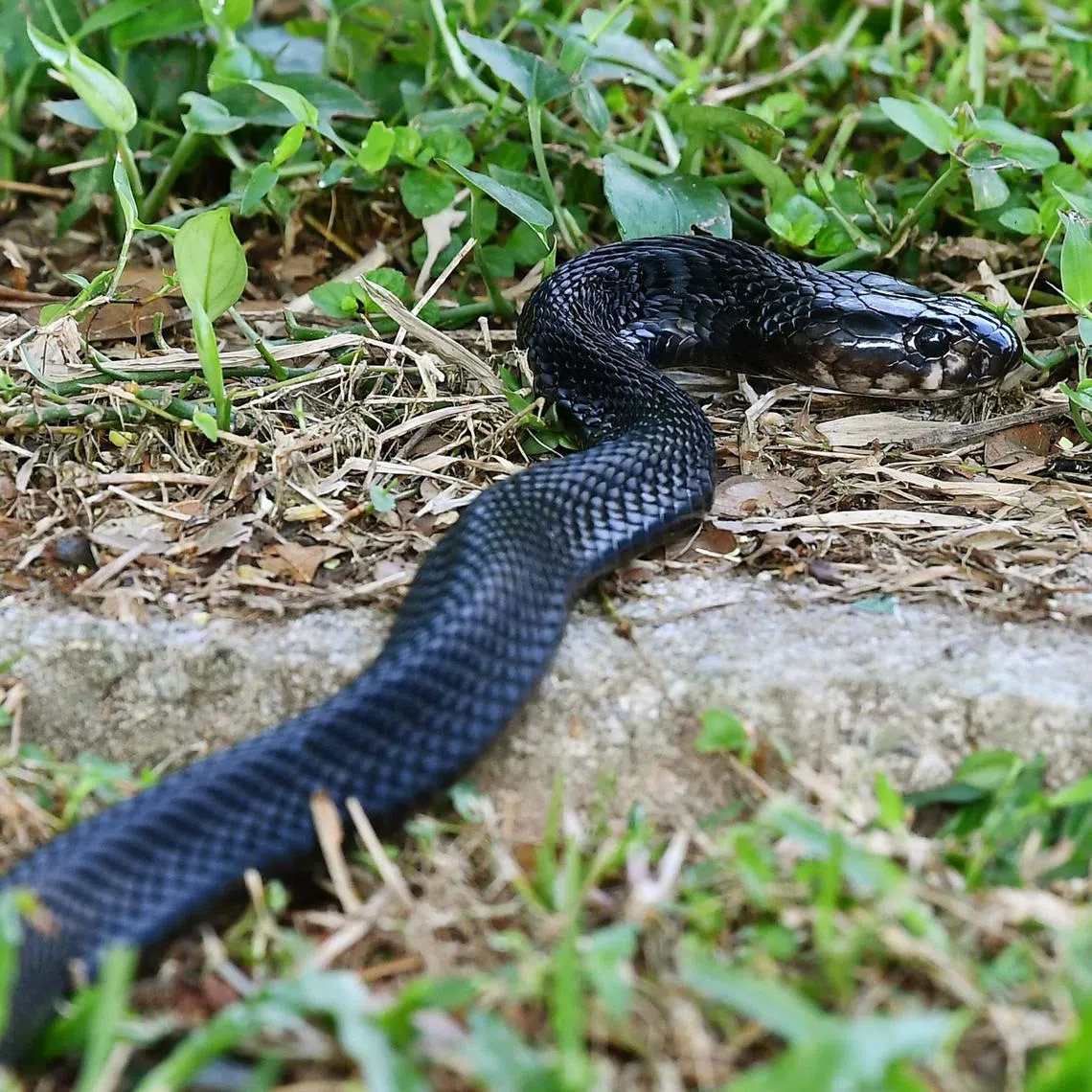 Singapore is home to two species of cobra: the king cobra and black spitting cobra. While they are highly venomous, they are also generally shy creatures which try to slither away from humans, only attacking when provoked, said NParks.