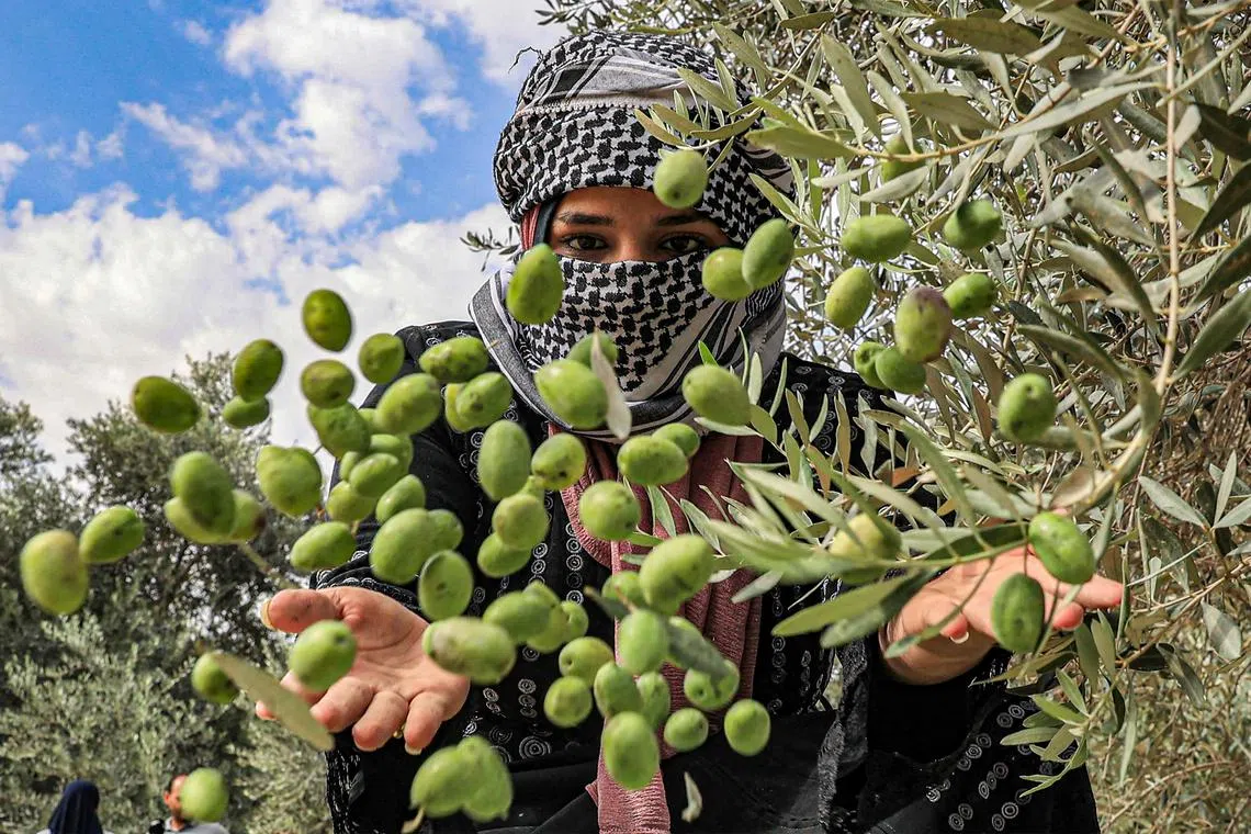 A woman throwing olives into a freshly-harvested pile beneath a tree, during the harvest season in Khan Yunis in the southern Gaza Strip on Oct 5.