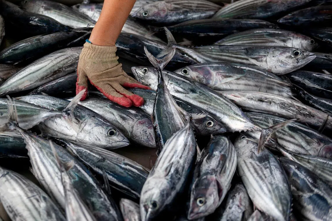 FILE PHOTO: A woman sorts fish at a port in Masinloc, Zambales province, Philippines, September 27, 2023. REUTERS/Lisa Marie David