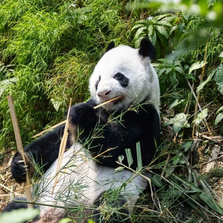 Kai Kai (left) turns 19 on Sept 14, while Jia Jia turned 18 on Sept 3.