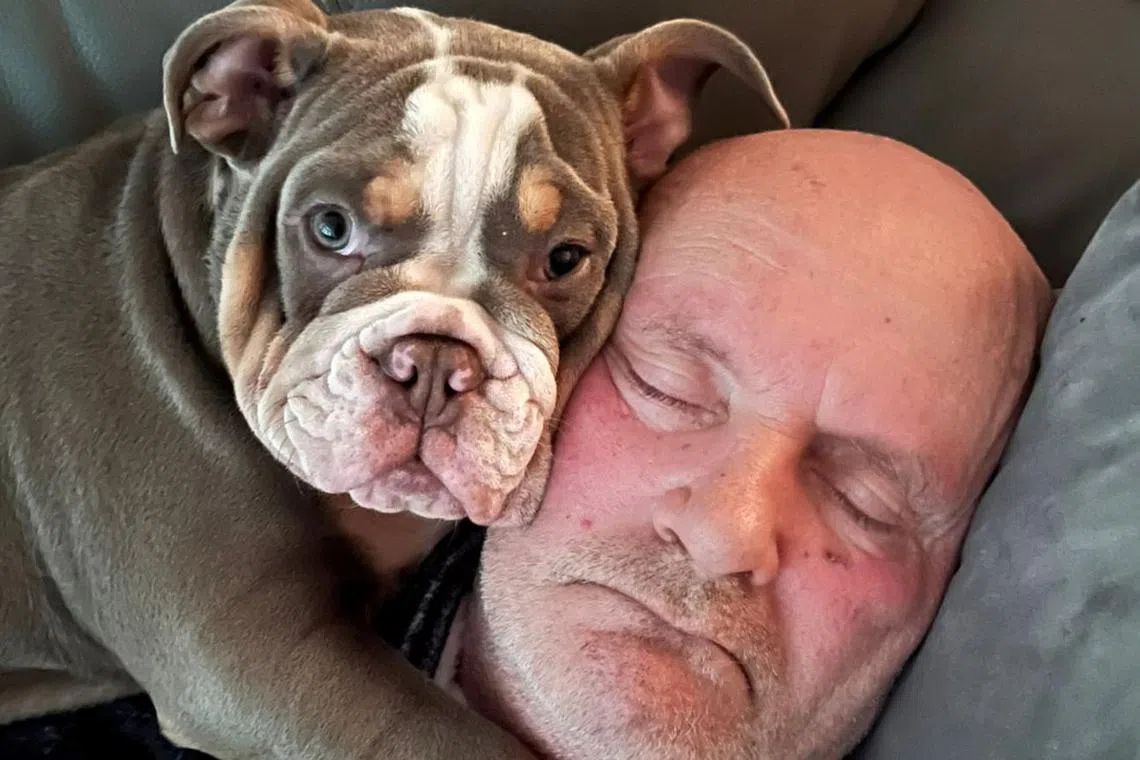 Mr Lindsay said his seven-month-old bulldog Harley nearly chewed his big toe off.