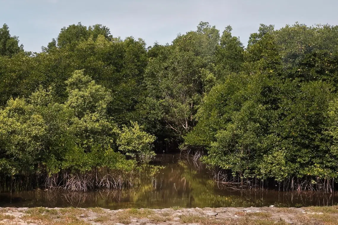 The National Environment Agency planted 400,000 mangrove saplings to replace the lost mangroves on its first and only offshore landfill, Pulau Semakau.