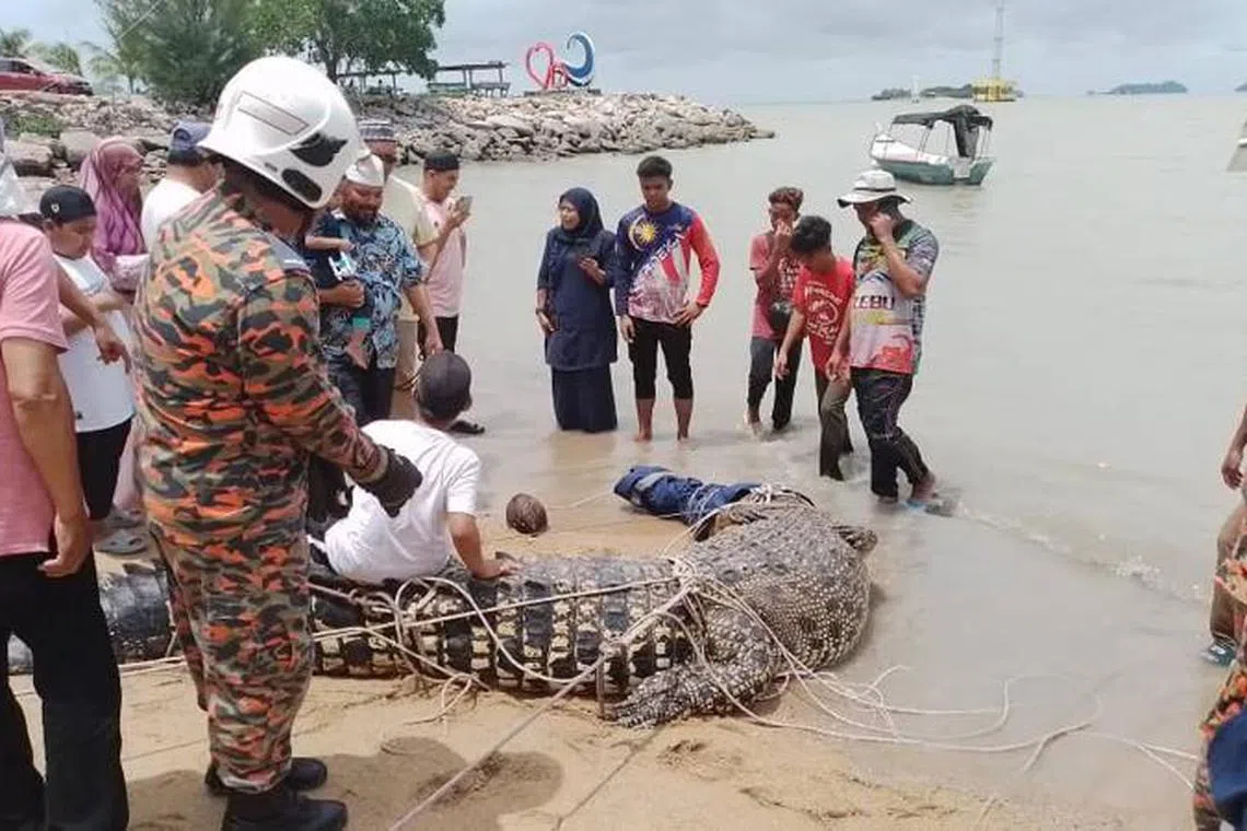 The saltwater crocodile was caught in less than an hour, by local fisherman and the fire and rescue department.