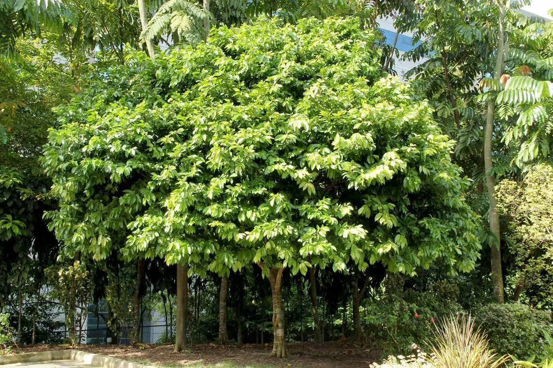 Found near rocky, sandy shorelines and near mangroves, the Katong Laut coastal tree provides food for a species of moth.