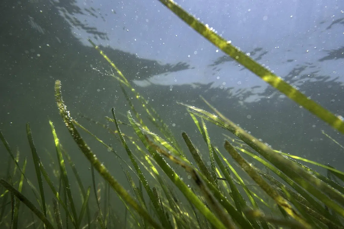 In an undated image provided by Jay Fleming, via The Nature Conservancy, an underwater image of eelgrass, a type of seagrass, in Virginia. Restoring seagrass meadows is one tool that coastal communities can use to address climate change, both by capturing emissions and mitigating their effects. (Jay Fleming, via The Nature Conservancy via The New York Times) Ñ NO SALES; FOR EDITORIAL USE ONLY WITH NYT STORY COASTS CLIMATE SEAGRASS BY TATIANA SCHLOSSBERG FOR MAY 25, 2023. ALL OTHER USE PROHIBITED. Ñ