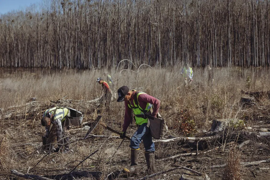 A hand-planting crew plants poplar trees in Vidalia, Georgia, on Feb 13.