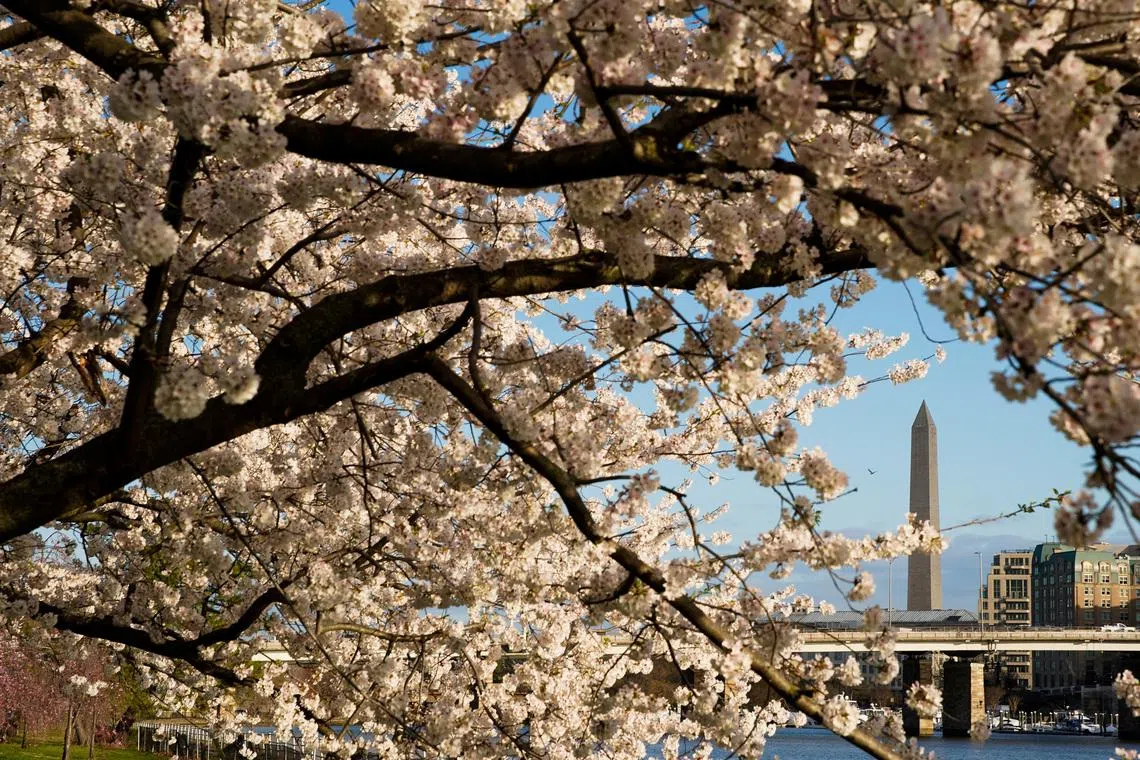 The Washington Monument is seen through cherry blossoms from East Potomac Park in Washington, US, on March 28, 2022. 
