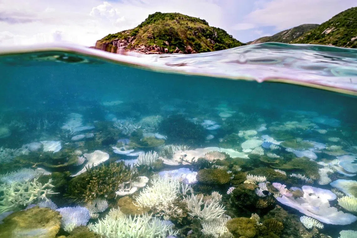 This underwater photo taken on April 5, 2024, shows bleached and dead coral around Lizard Island on the Great Barrier Reef, located 270 kilometres (167 miles) north of the city of Cairns. Australia's famed Great Barrier Reef is teetering on the brink, suffering one of the most severe coral bleaching events on record -- the fifth in eight years -- and leaving scientists unsure about its survival. (Photo by DAVID GRAY / AFP) / To go with Australia-Climate-Conversation-Reef by Laura CHUNG