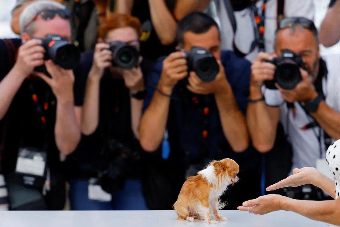Photographers taking pictures of cast member Demi Moore's dog, as she poses during a photocall for the film "The Substance" at the 77th Cannes Film Festival in Cannes, France, May 20, 2024. 