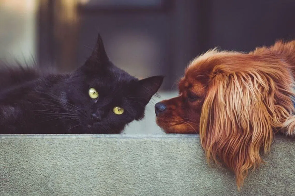 Pet owners can purchase nitenpyram tablets to treat New World screwworm infections in cats and dogs that are at least 0.9kg and four weeks old.