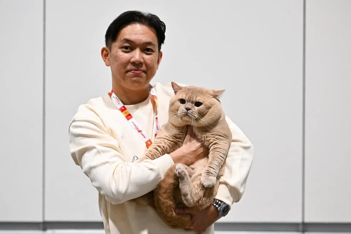 Owen Lee, Cat Breeder and Founder of My Cattoon cattery, with his two-year-old male cream colour British Shorthair named Prime.