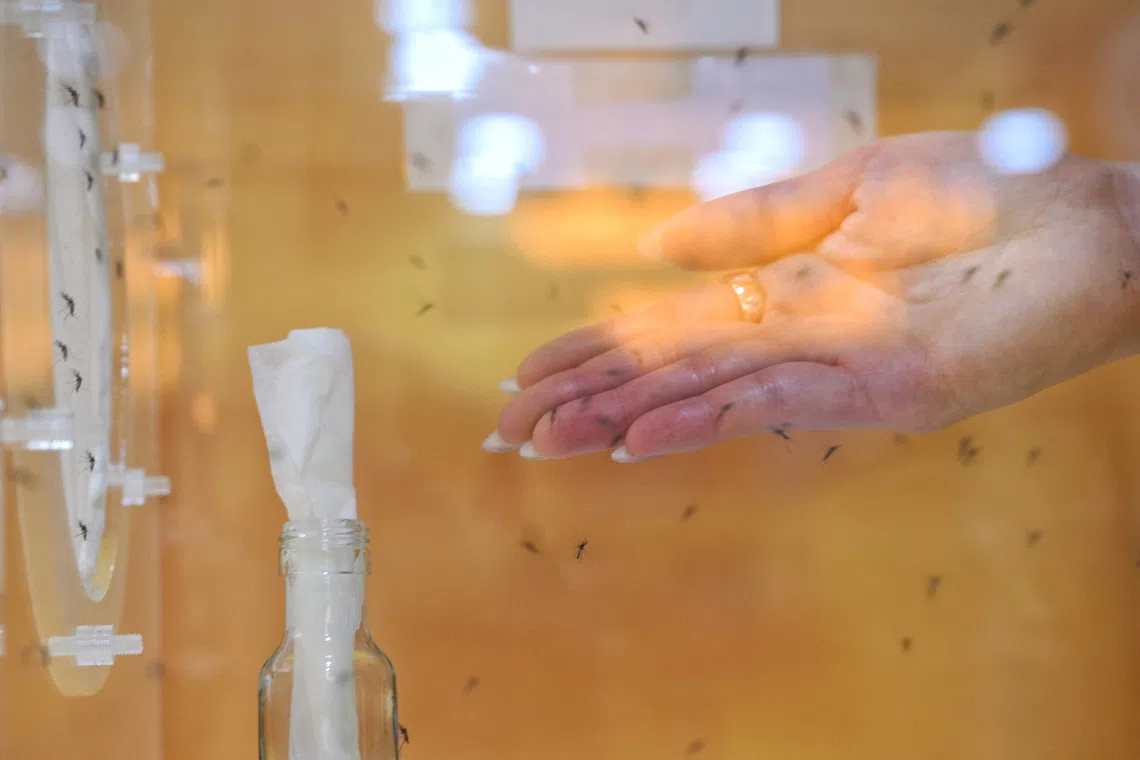 A box of Project Wolbachia mosquitoes at the Our Climate-Ready Home exhibition at One Punggol on Oct 24.