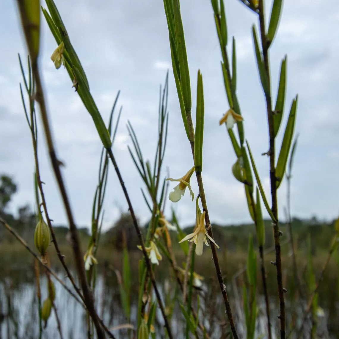 The straggly rush orchid (Dendrobium lobbii), which is critically endangered here, was found in the Holland Plain neighbourhood. In this picture is a specimen from Bintan.