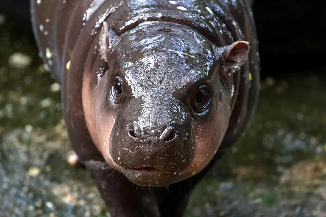 Moo Deng, a baby pygmy hippo, has drawn some 3,000 to 5,000 visitors a day to her zoo in Thailand.