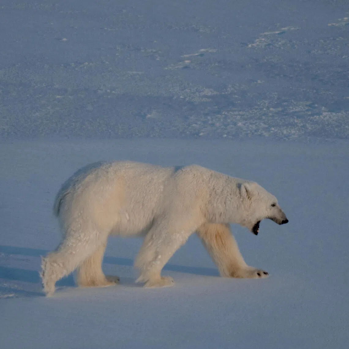Polar bears were declared a protected species in Svalbard in 1972.