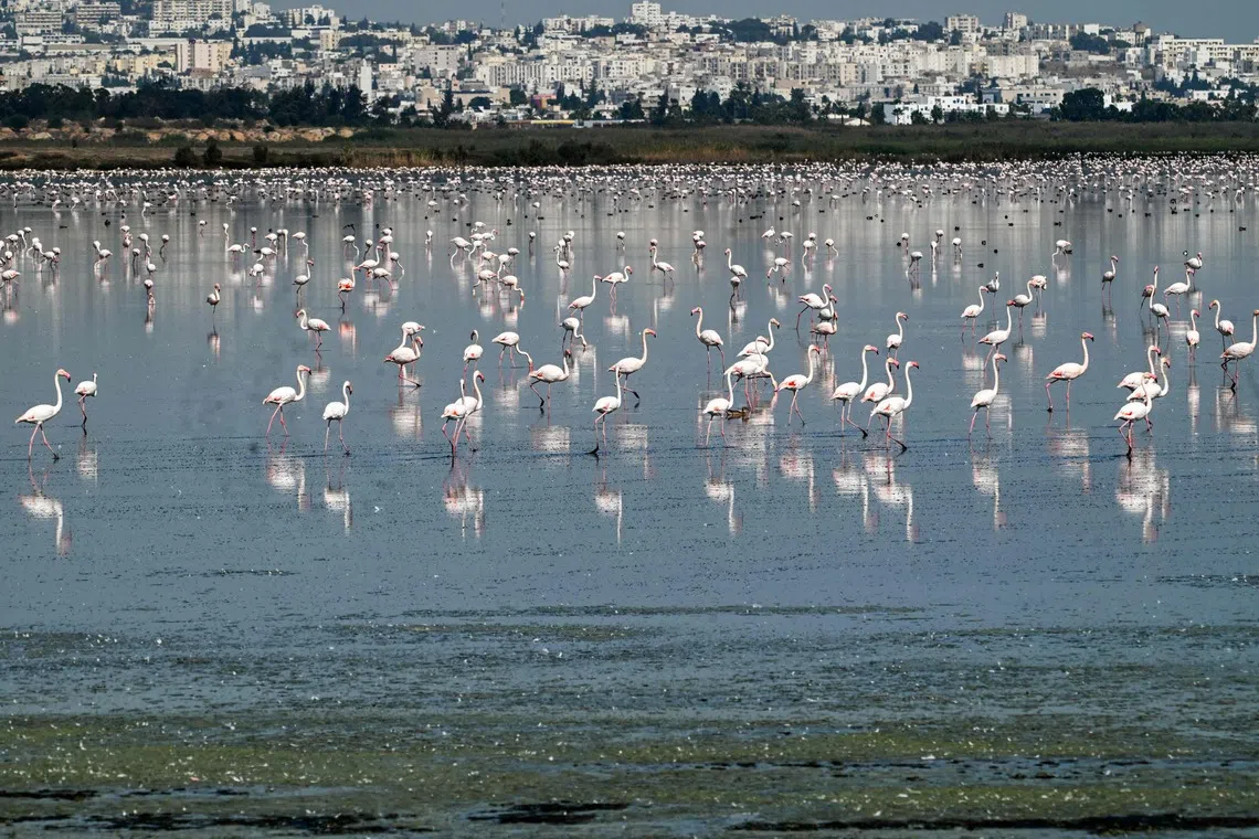 Flamingos foraging for food in Sebkhat Sijoumi in Tunis, on Oct 9, 2025, a lake that retains water year-round and serves as a vital refuge for thousands of migratory birds despite steadily declining water levels. 