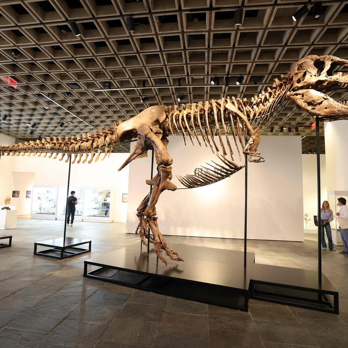 “Gus”, a mounted Tyrannosaurus Rex skeleton, one of the world’s most complete T-rex skeletons.