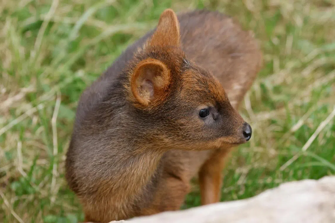 A newborn pudu, the world's second smallest deer species, at the zoo in Warsaw on Sept 26.