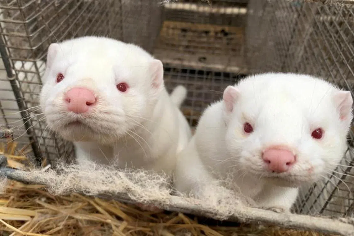 Scientists fear animals farmed for fur, such as mink, could catch unknown viruses circulating in the wild, which could in turn expose humans.