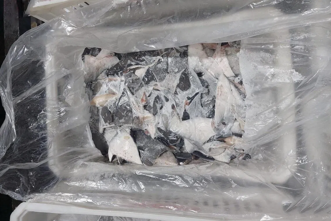 A box with a shark fin consignment is seen after a confiscation by Brazilian Environmental Agency (Ibama), in Itajai, Santa Catarina state, Brazil on Monday. 