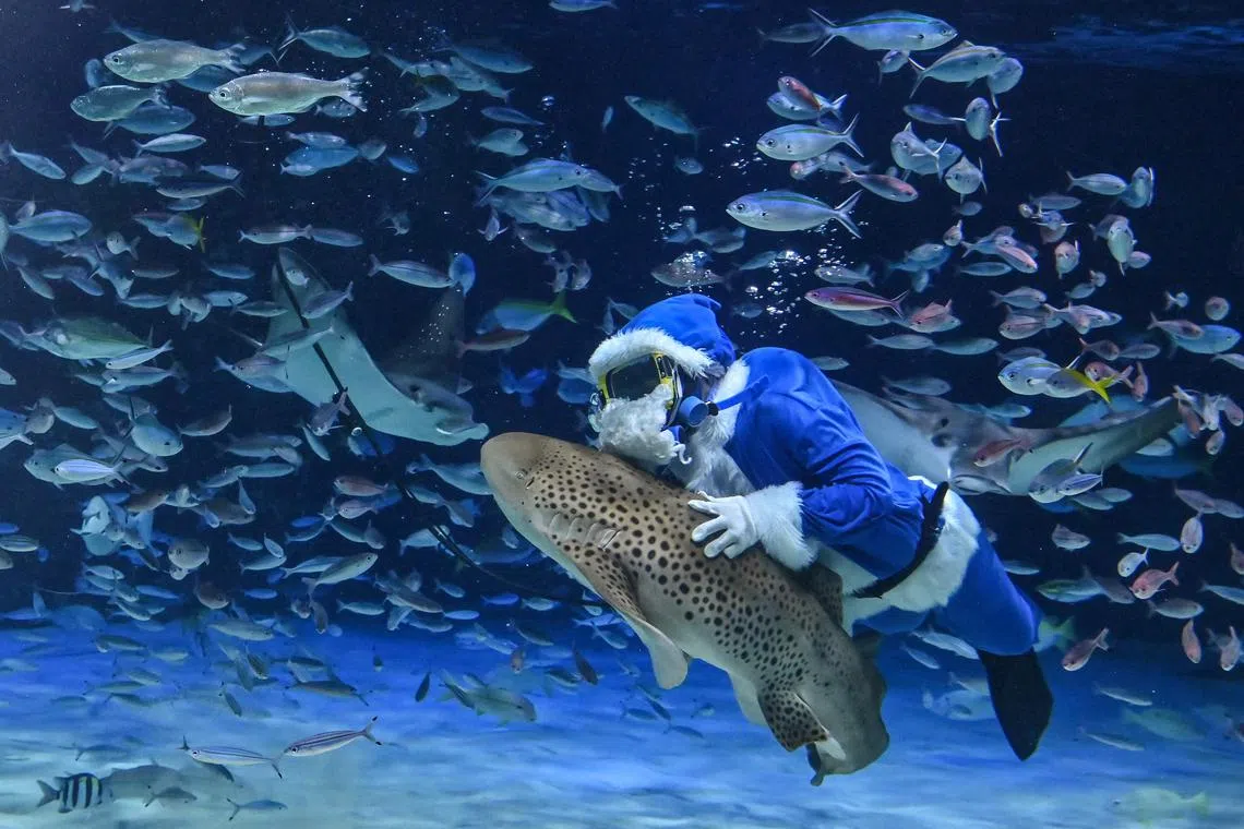 A diver dressed in a blue Santa Claus costume swimming with fish at Sunshine Aquarium during their annual promotional preparations for an upcoming Christmas special event in Tokyo, on Dec 10, 2024. 