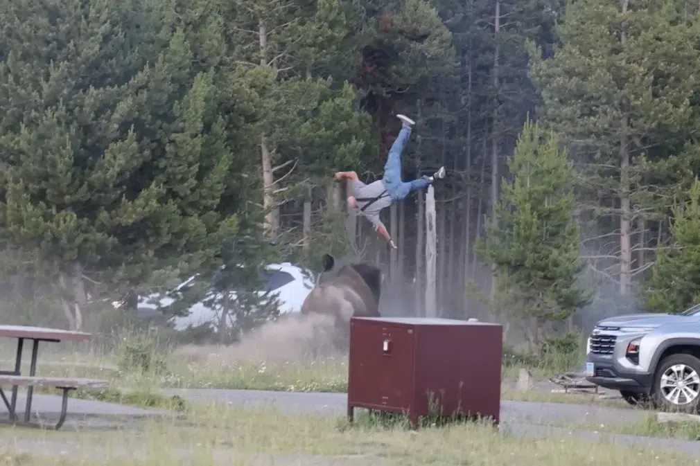 Tourist-tossing bison in US national park won’t be euthanised, injured grandpa recovering well