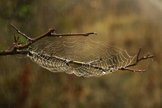 A study published on Oct 29 in the journal PLOS One says spiders include noticeable features on their webs to distract predators that prey on them. 