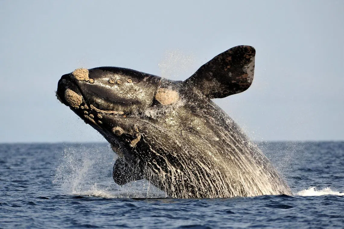 Whales struggle to make themselves heard over the noise pollution from ships.