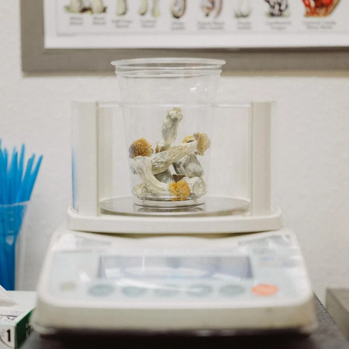 Scientists warn against self-medicating with magic mushrooms, as unsupervised use can amplify a cancer patient’s stress and anxiety.