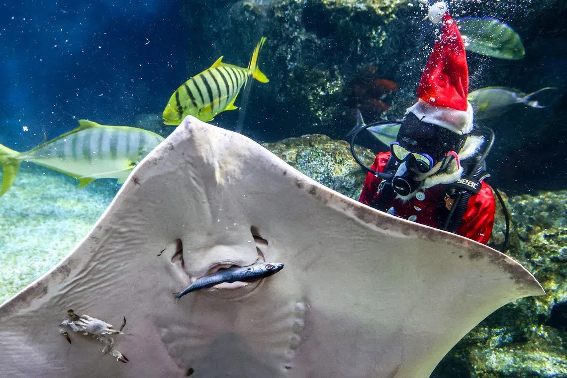 A diver wearing a Santa Claus costume feeds a manta ray amid celebrations ahead of Christmas at the Sea Life Bangkok Ocean World aquarium in Bangkok, Thailand, December 19, 2024. REUTERS/Patipat Janthong TPX IMAGES OF THE DAY