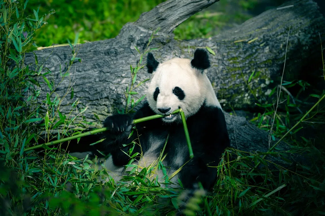 Wildlife park Taman Safari Indonesia has tried using artificial insemination to breed giant pandas since 2022, but was not successful.