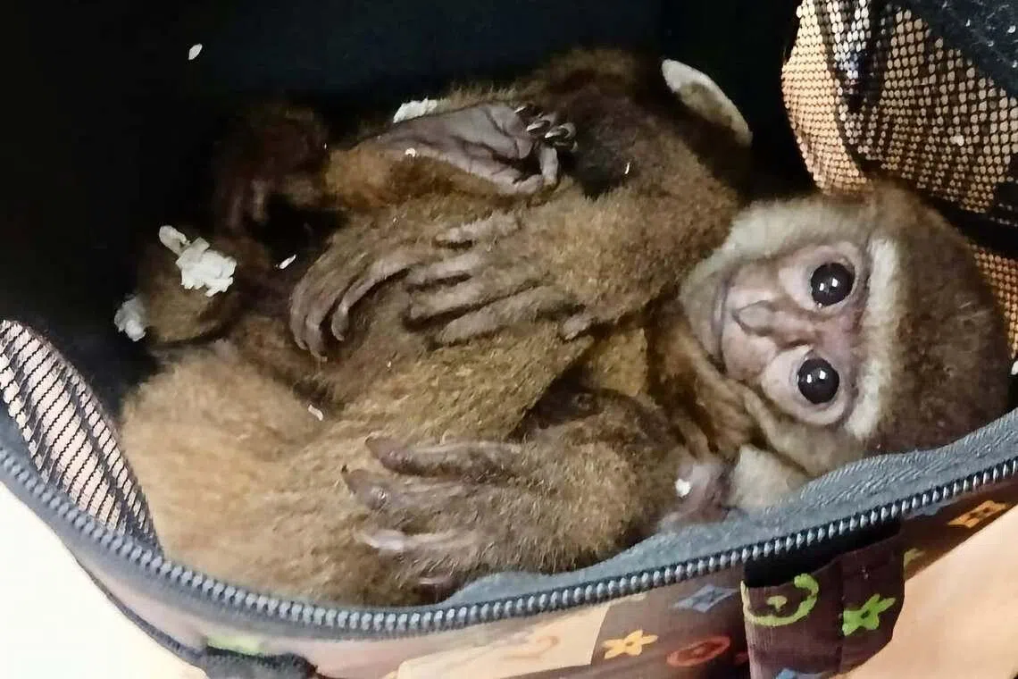 KL airport foils passenger’s attempt to smuggle six live gibbons out of Malaysia